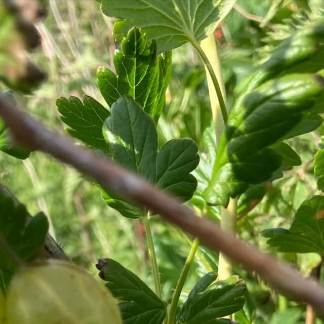 Gooseberry and currant leaves at the family farm